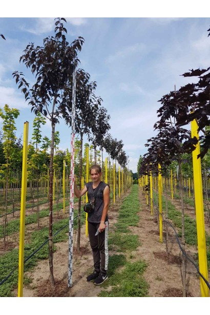 Сакура дрібнопильчаста Роял Бургунді на штамбі - 3-3,3м/штамб 2,0-2,2м/обх.ст. 8-10см/Ø 30-50см